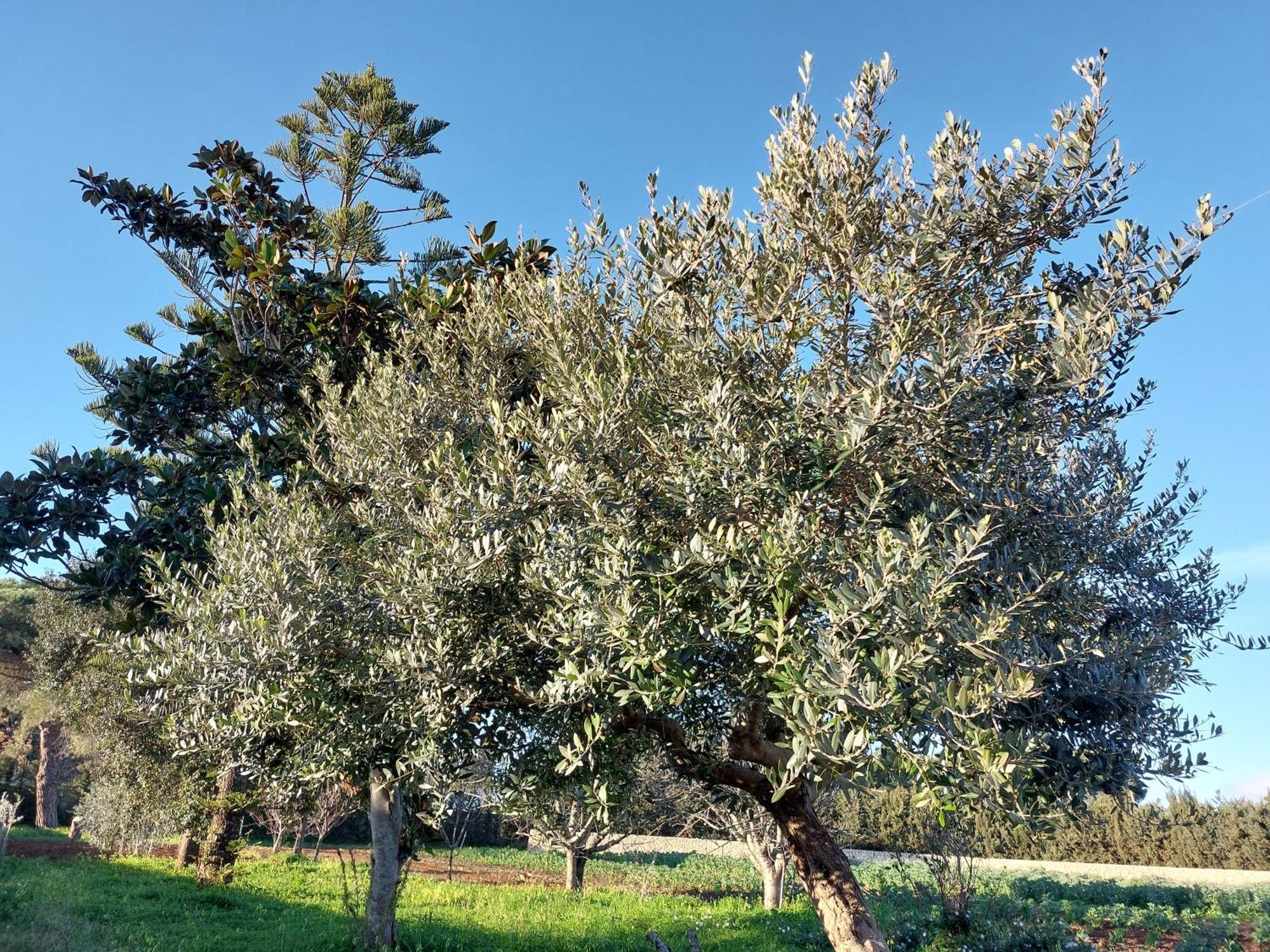 L'Aira Ecchia - Ospitalita Rurale Villa Lecce Buitenkant foto